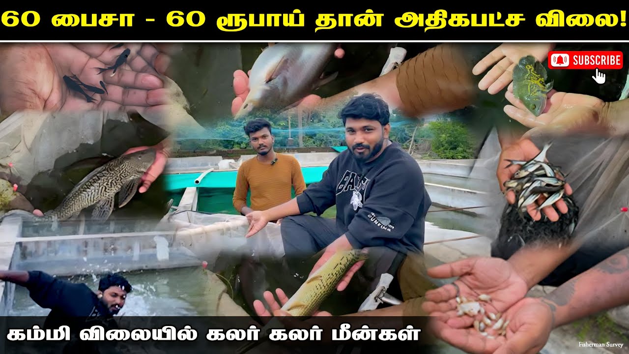 ₹0.60 பைசா - ₹60 ரூபாய் தான் அதிகபட்ச விலை! | வண்ண மீன்கள் கம்மி விலையில்! WHOLESALE FISH KOLATHUR