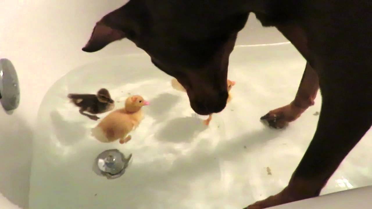 Doberman gets in tub with baby ducks!