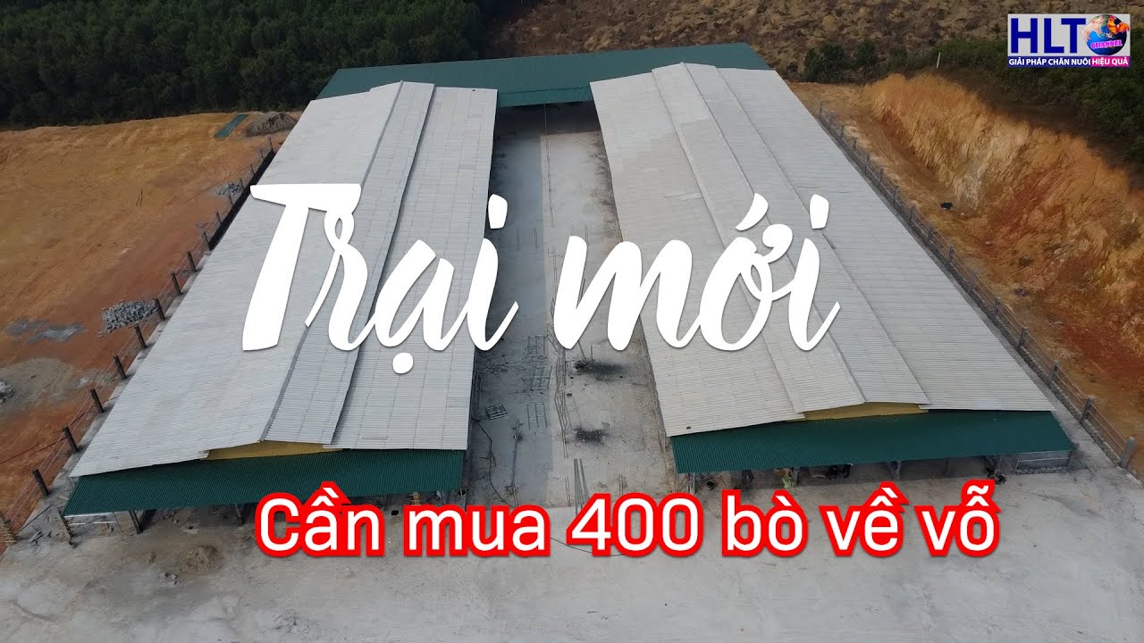 Trại Mới Quy Mô 400 Bò Thịt - Cần Lắm 400 Bò Thịt Về Vỗ :D