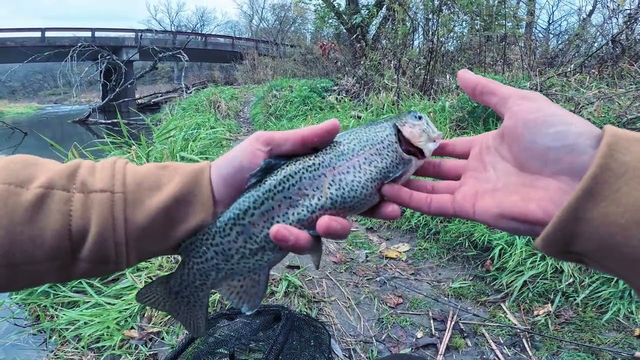 Hunting Trout in Iowa Driftless Part 1