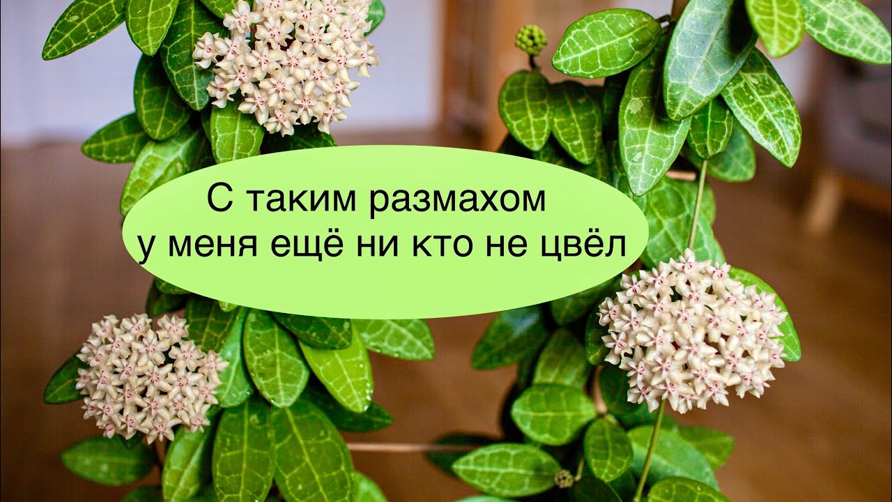 С таким размахом у меня ещё ни кто не цвёл!