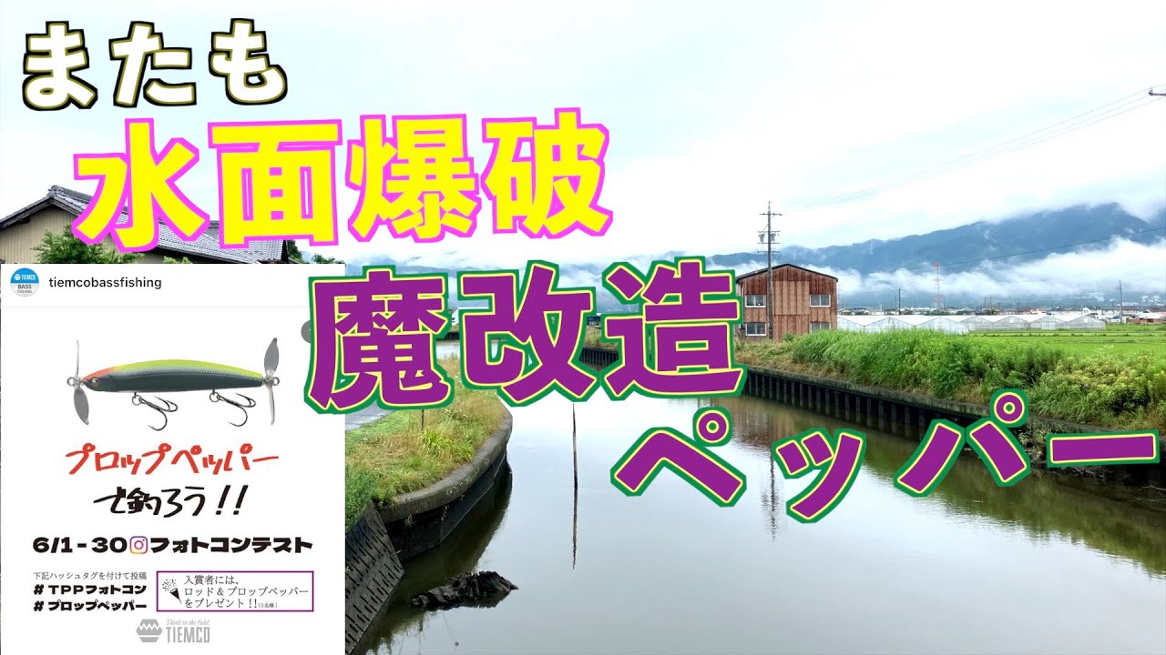 『皆の意見求む』この奇跡的な釣れ方してもフォトコン入選しなかったの草（プロップペッパー大江川五三川・バス釣り・梅雨夏）