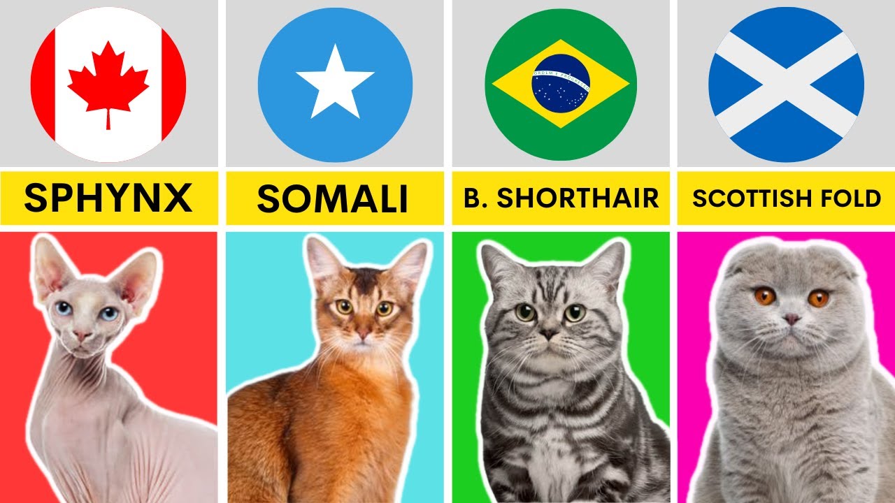Cat Breeds from Different Countries