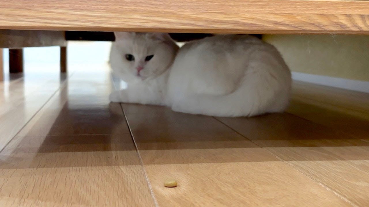 拗ねて引きこもった猫の前に好物を置いてみたら･･･
