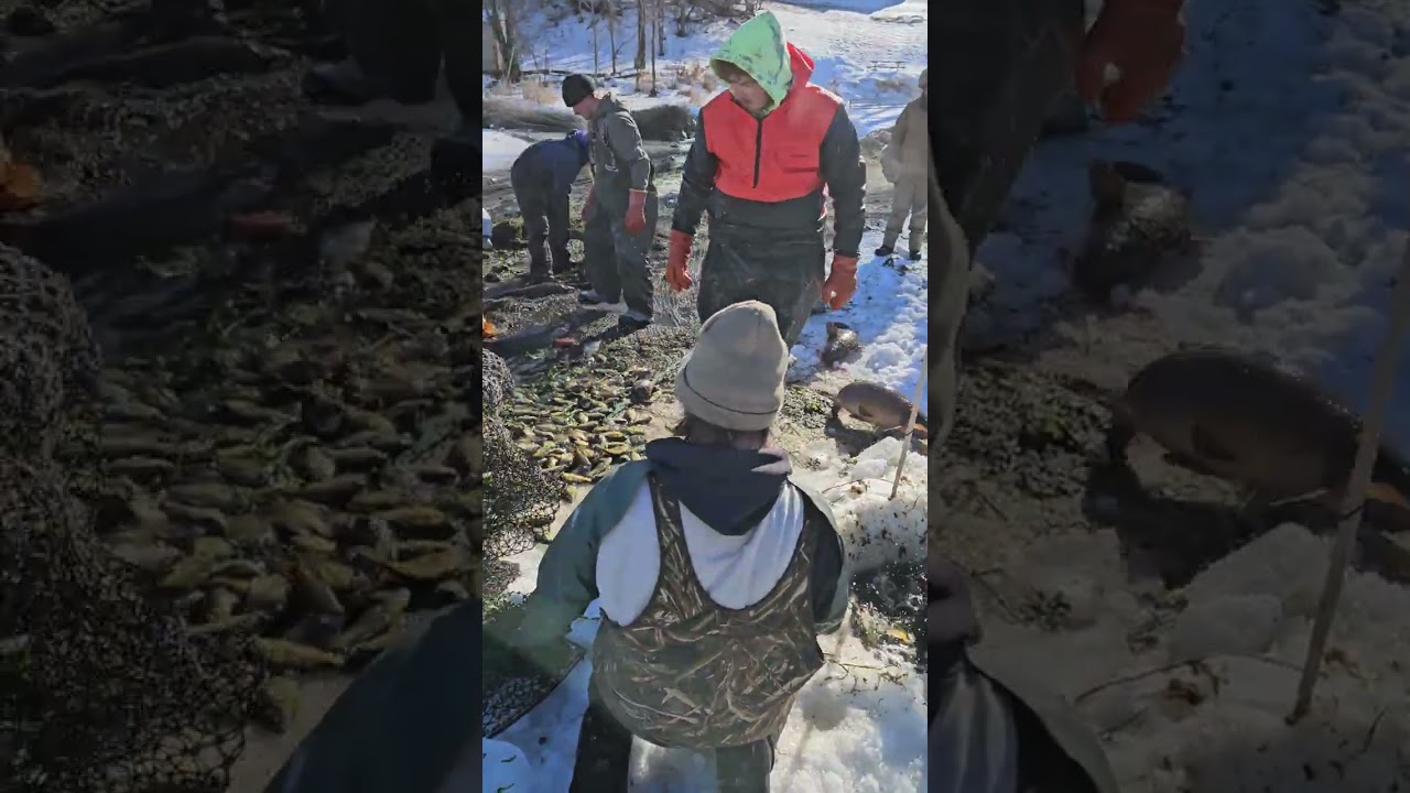 Carp removal 2 North Lindstrom Lake.