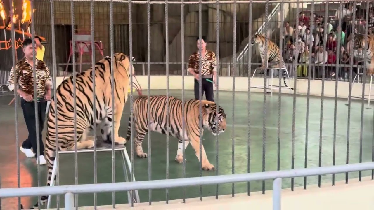 Tiger show at Phnom Penh Safari in Cambodia 