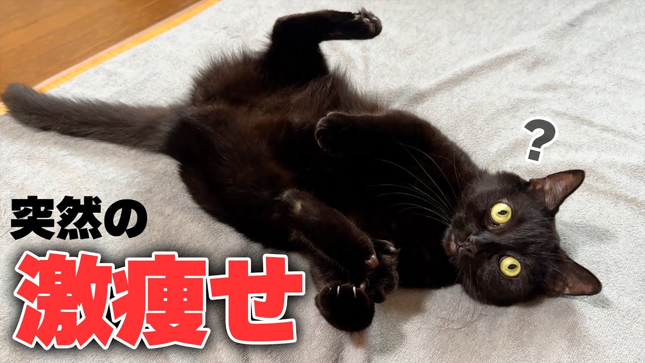 突然めちゃくちゃ激痩せした黒猫についてまさかの事実が判明しました…