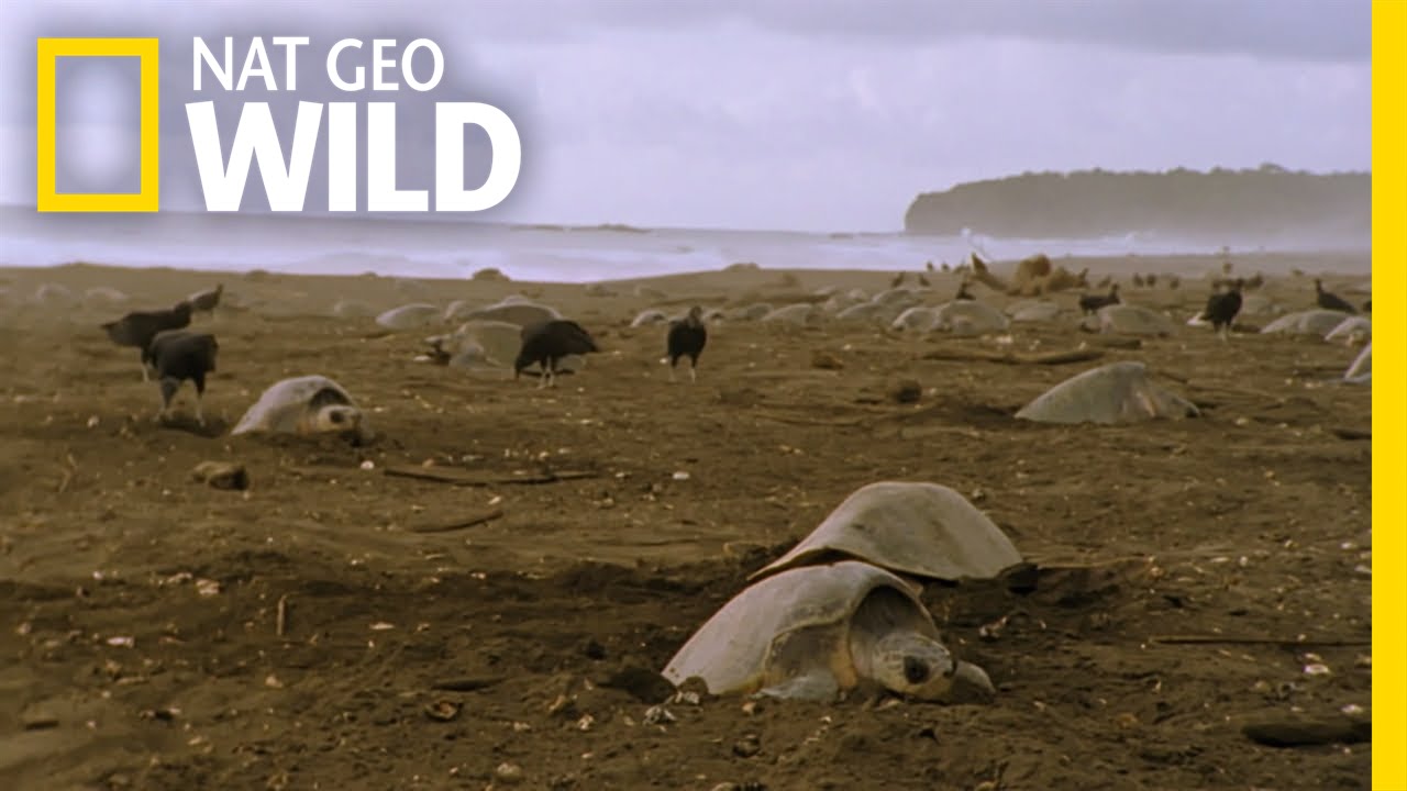Sea Turtle Nesting Grounds | Wild Costa Rica