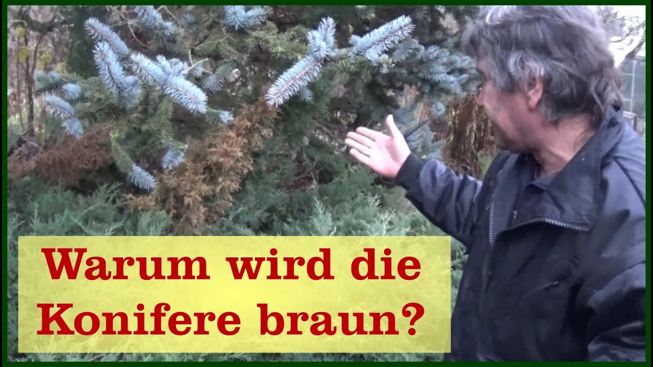 Konifere wird braun, aber warum?