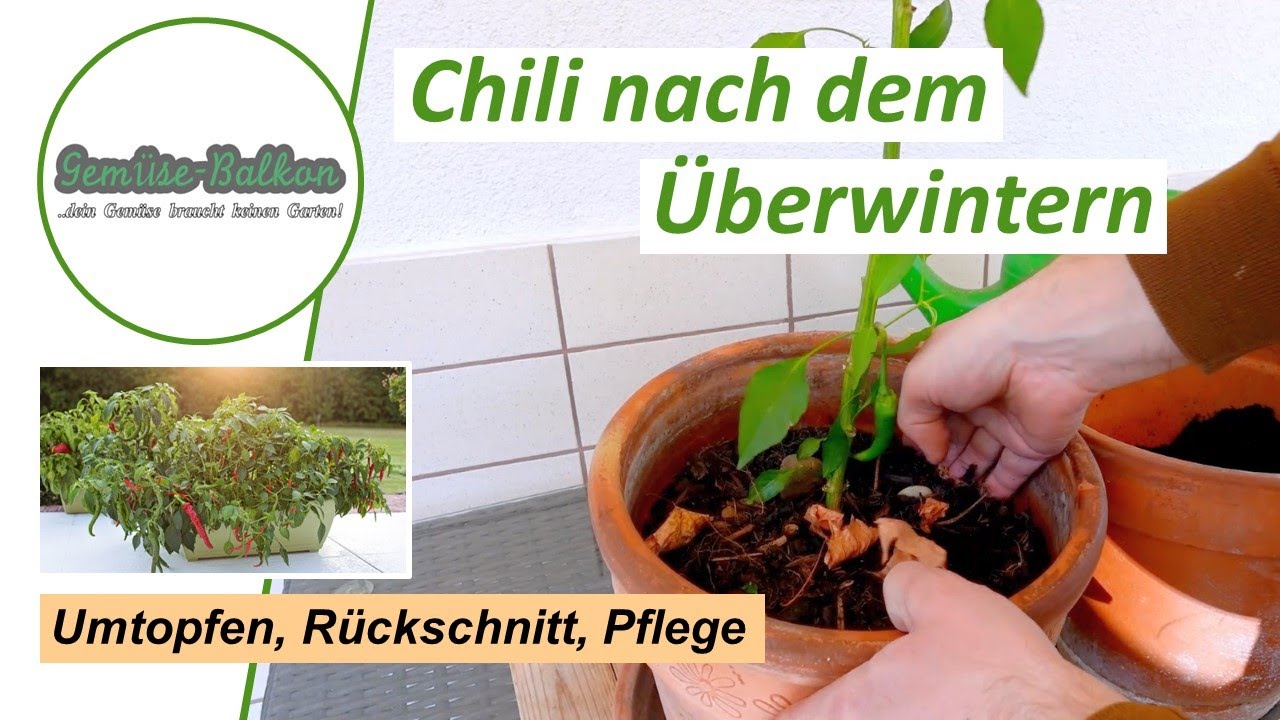 Chili 🌶️ nach dem Winter umtopfen, beschneiden ✂️ und Wachstum 📤 anstoßen
