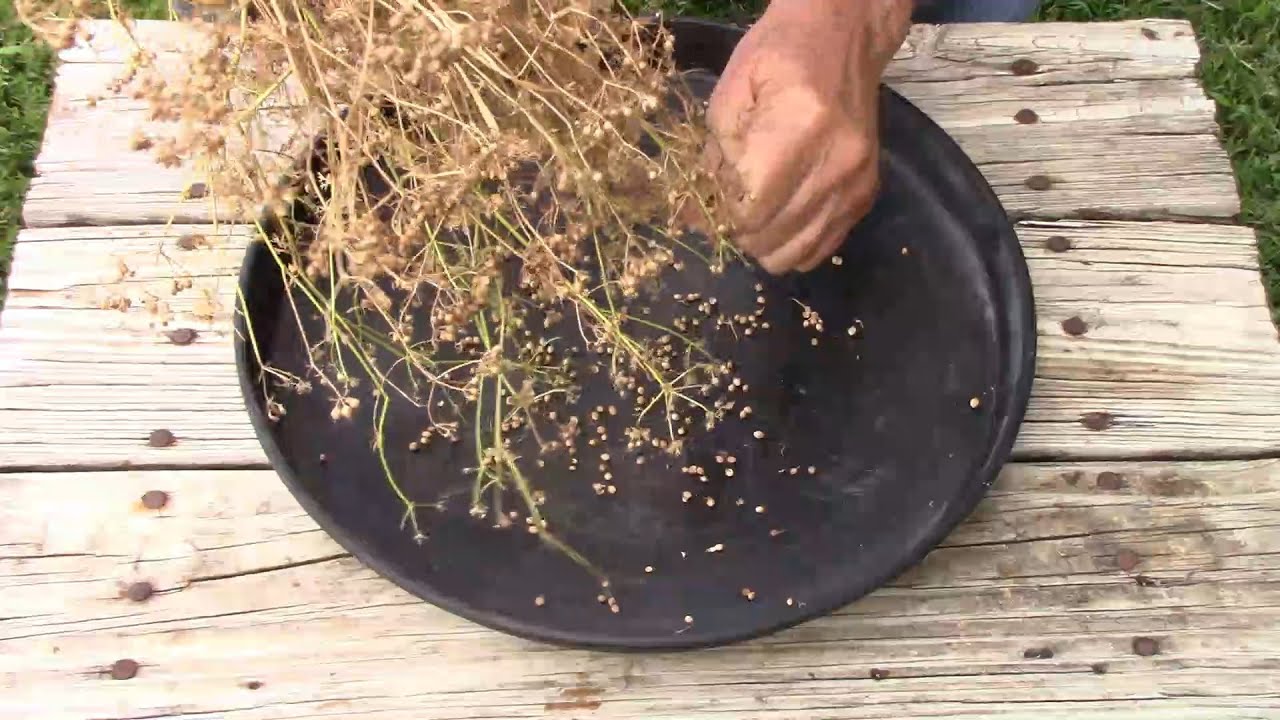 How To Save Cilantro Or Coriander Seeds - From Harvest To Storage