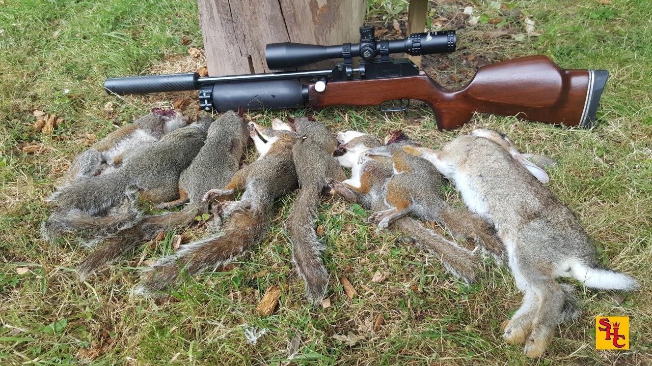 Pest Control with Air Rifles - Squirrel Shooting - A Cottage in the Country