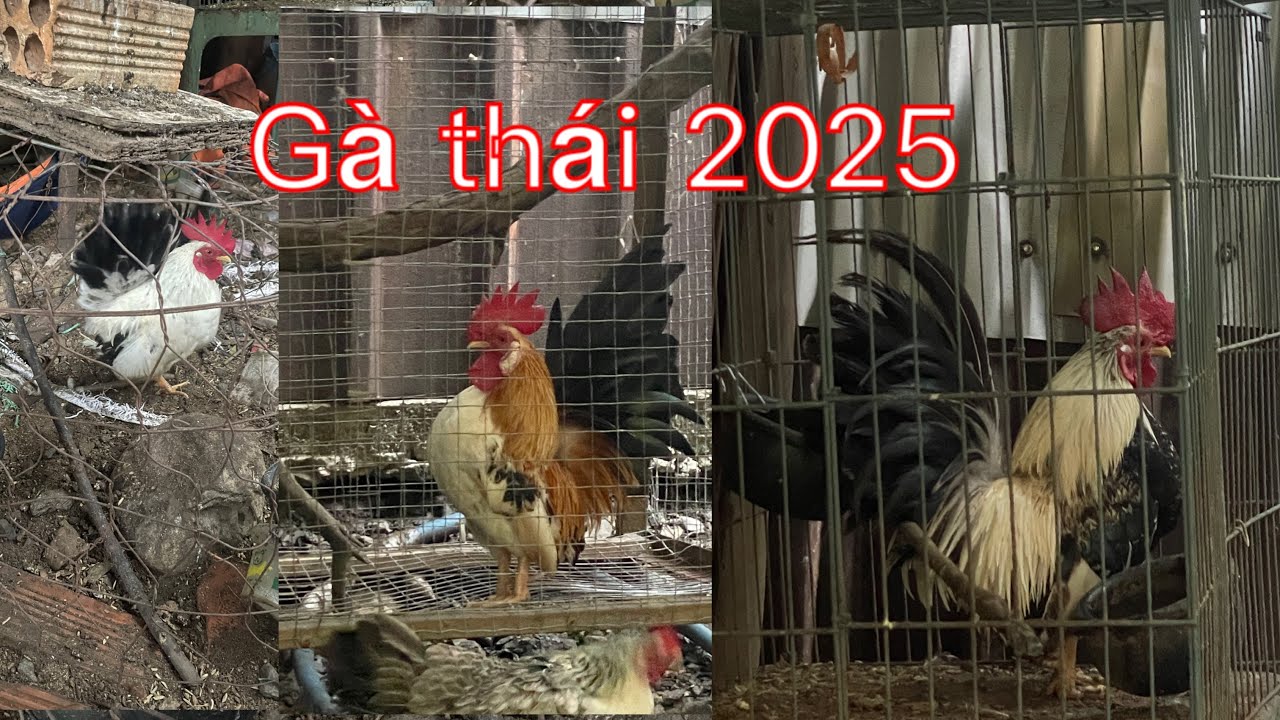 Gà thái chân lùn kiểng đẹp một em 100k