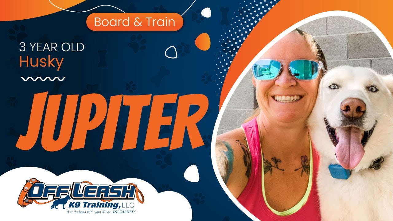 3yo Husky Jupiter~ Best Husky Trainers~ Off Leash K9 Training Phoenix