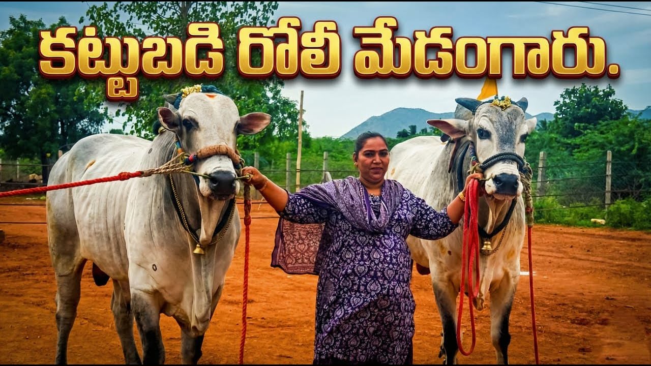 🚩10/2/26దొడ్లవాగు సీనియర్స్ 2జత