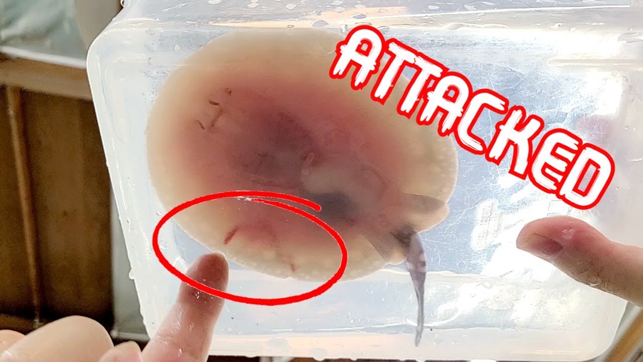 Newborn Stingray Pups get ATTACKED - Who did it?
