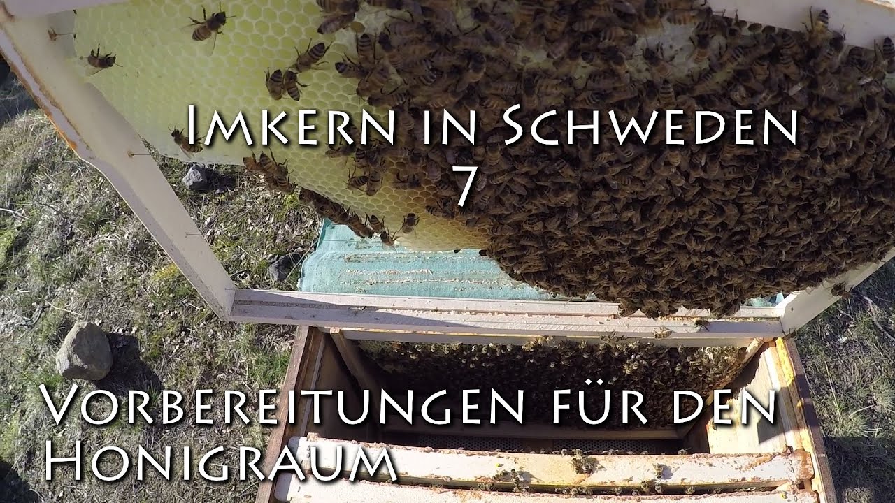 Vorbereitungen für Honigraum im Naturwabenbau - Imkern in Schweden #7 