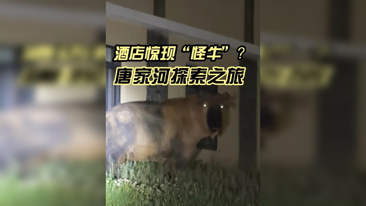 酒店惊现“怪牛”？实景记录唐家河神奇的探索之旅！