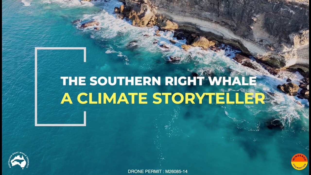 ARWR | Southern Right Whales : A Climate Storyteller