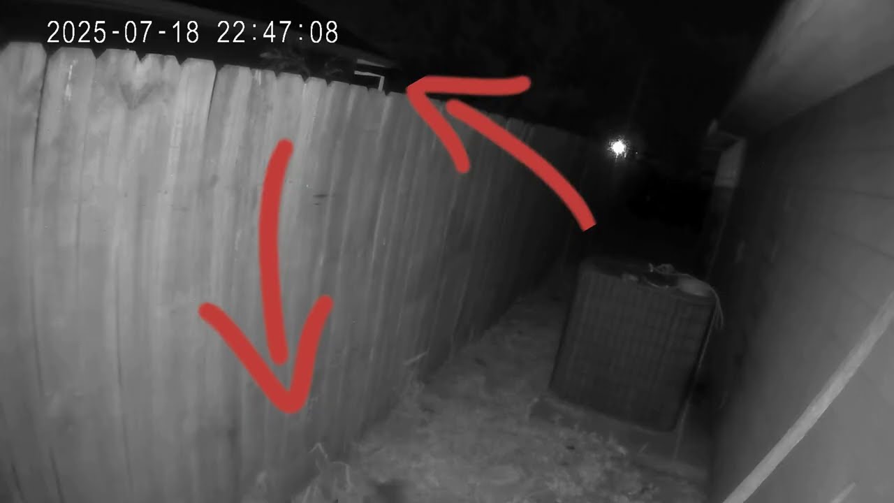 Hat Man Mocking the Camera While Shadow People Move on the Fence#shadowpeople #paranormal #ghost