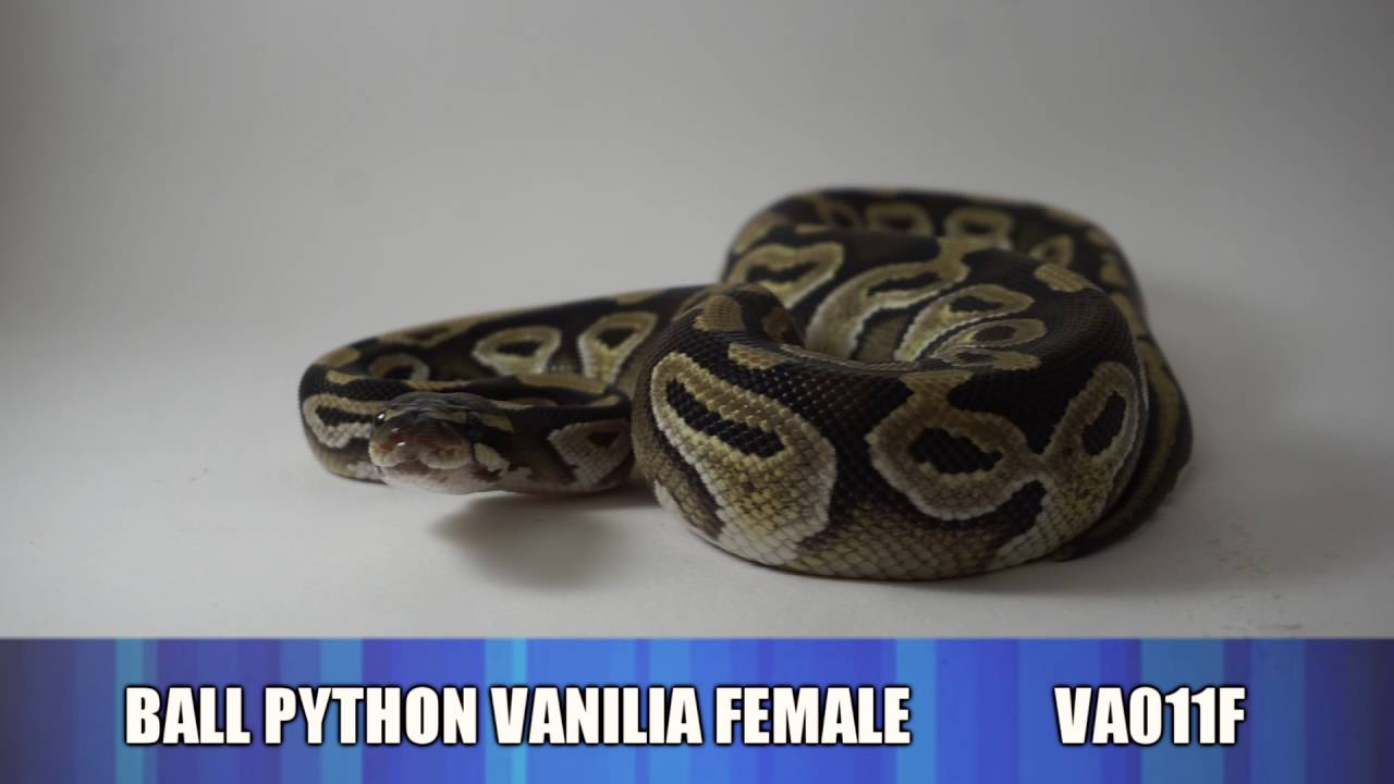 Ball Pythons morphs