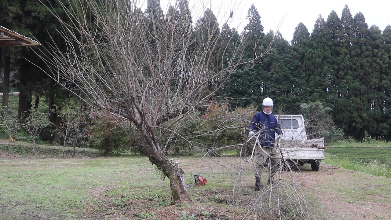 道を広げるために梅に木をチェンソーで伐採していく