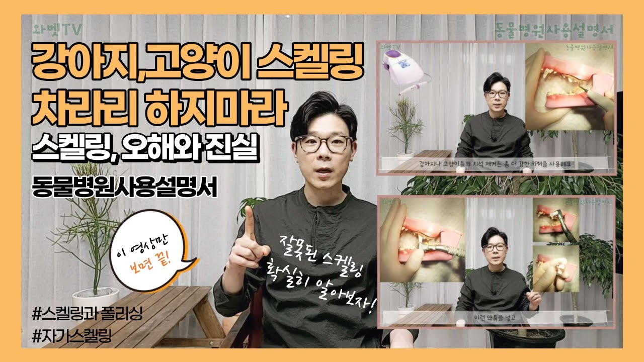 스켈링 이럴거면 차라리 하지 마세요ㅣ스켈링과 폴리싱ㅣ자가스켈링ㅣ와벳TVㅣ동물병원사용설명서