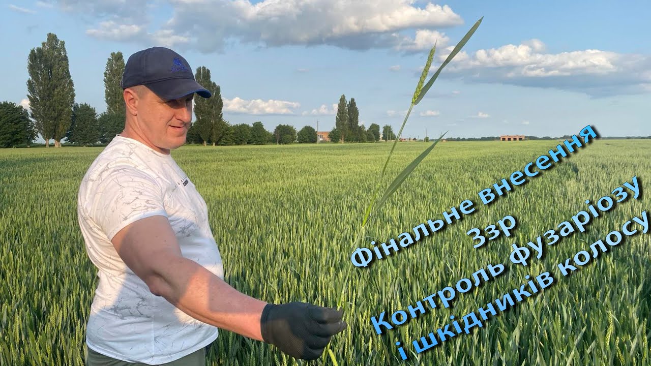 Захист колосу від фузаріозу + контроль шкідника на посівах пшениці