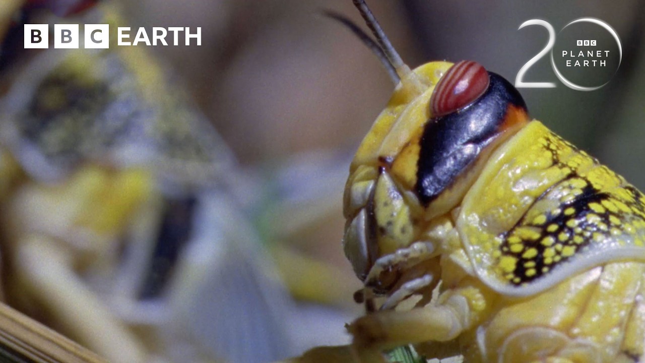 Захватывающие моменты Планеты Земля | 20 лет &laquo;Планеты Земля&raquo; | BBC Earth