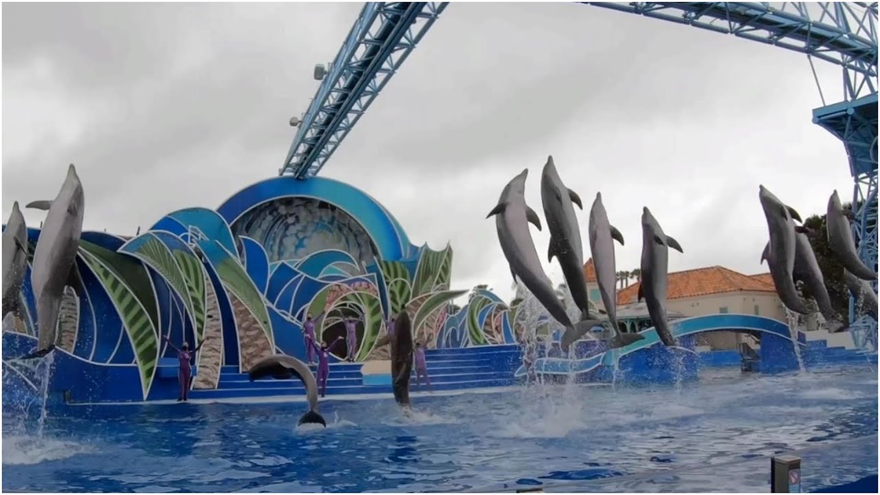 Dolphin Show | SeaWorld San Diego | 4K