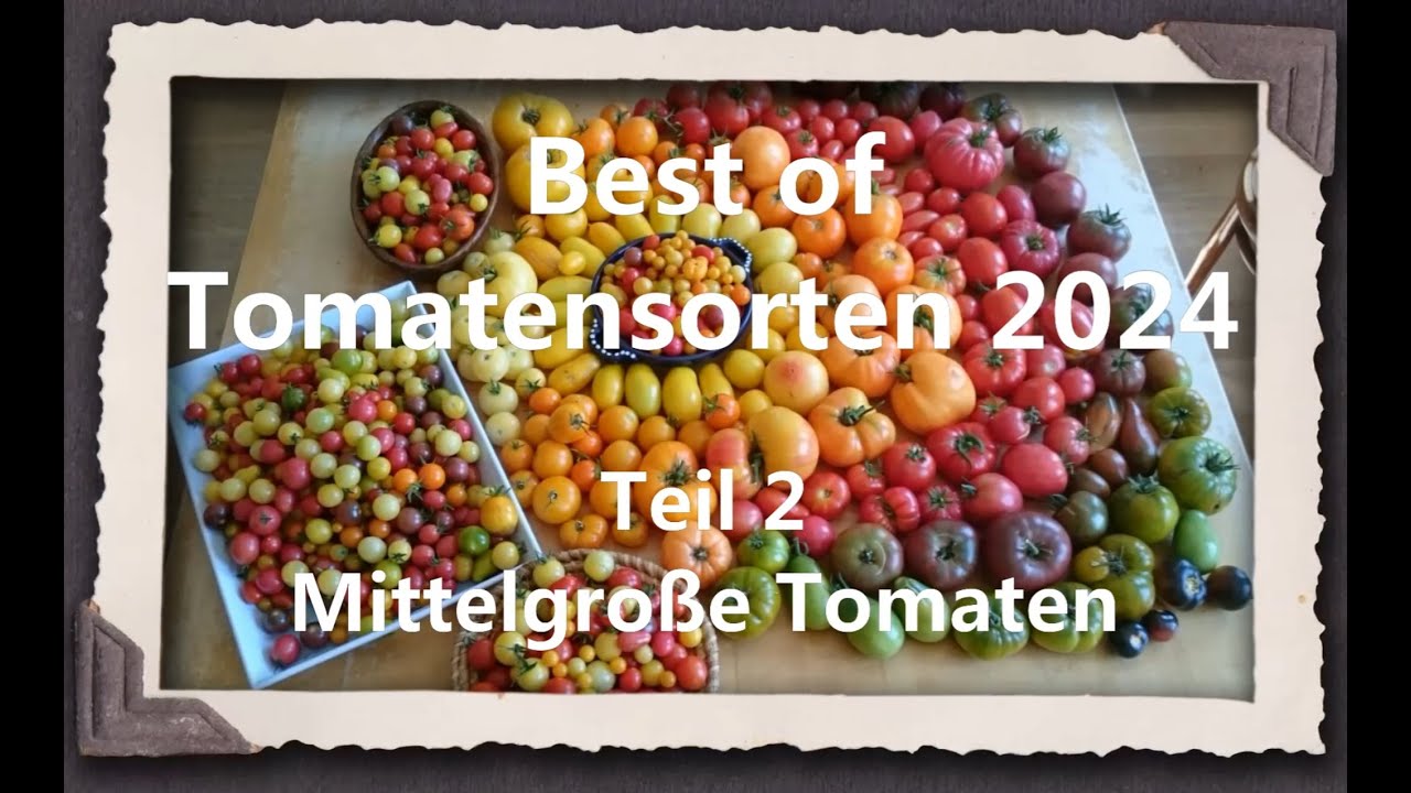 Best of Tomaten 2024 Teil 2 - Mittelgroße Tomaten