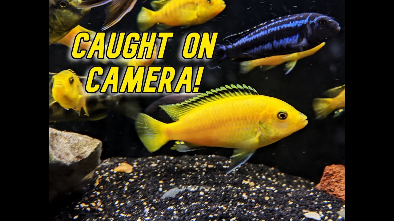 African Cichlid Breeding Behavior