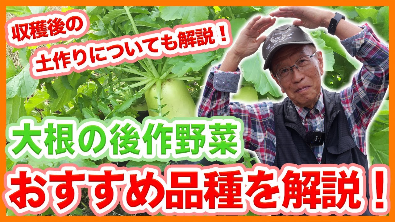家庭菜園や農園の大根栽培で収穫後にやるべき重要作業！大根の後作におすすめ品種も徹底解説！【農家直伝】