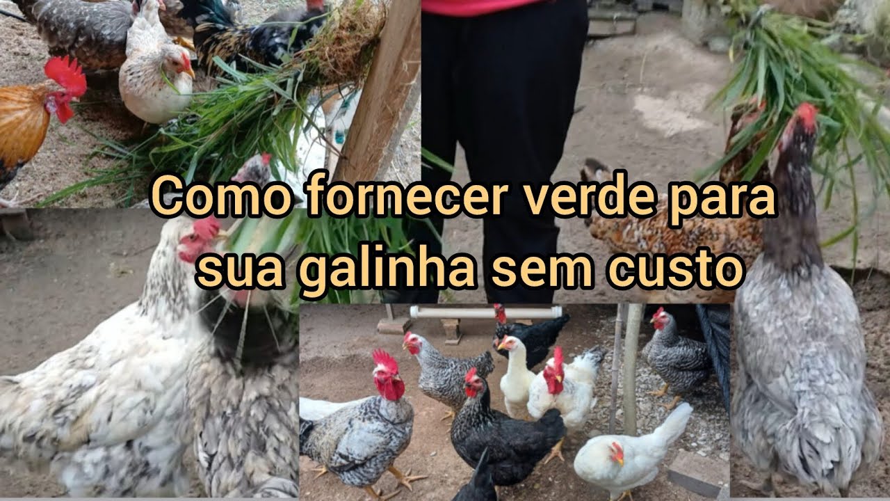Galinhas com trato rico em nutrientes + ovos orgânicos 