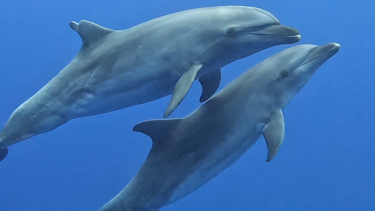 Dolphins in Love