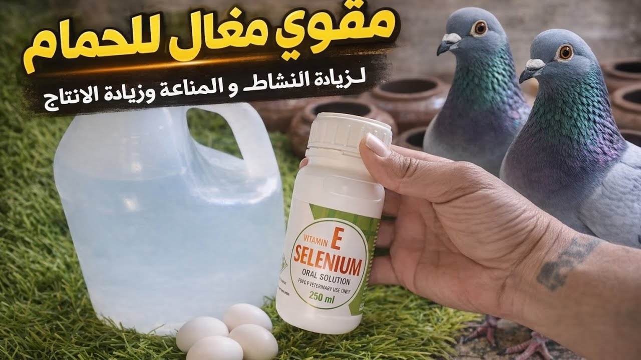 سر رهيب لزيادة إنتاج الحمام 🕊️ ورفع الخصوبة وقوة الزغاليل بسرعة نتيجة مضمونة لكل مربي
