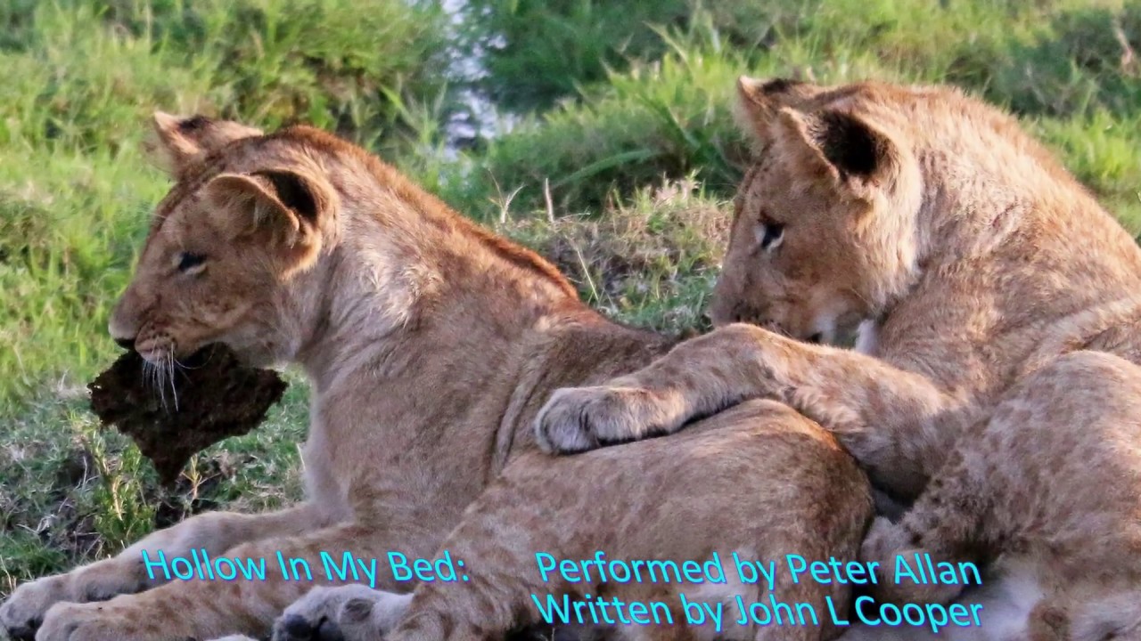 Hollow in my bed - Peter Allan (video lion cubs, safari in Masai Mara, Kenya)