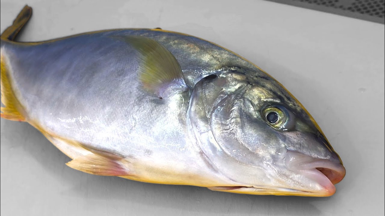 여름 제철 전갱이 회뜨기, 줄무늬전갱이 손질, 시마아지 회뜨기 white trevally