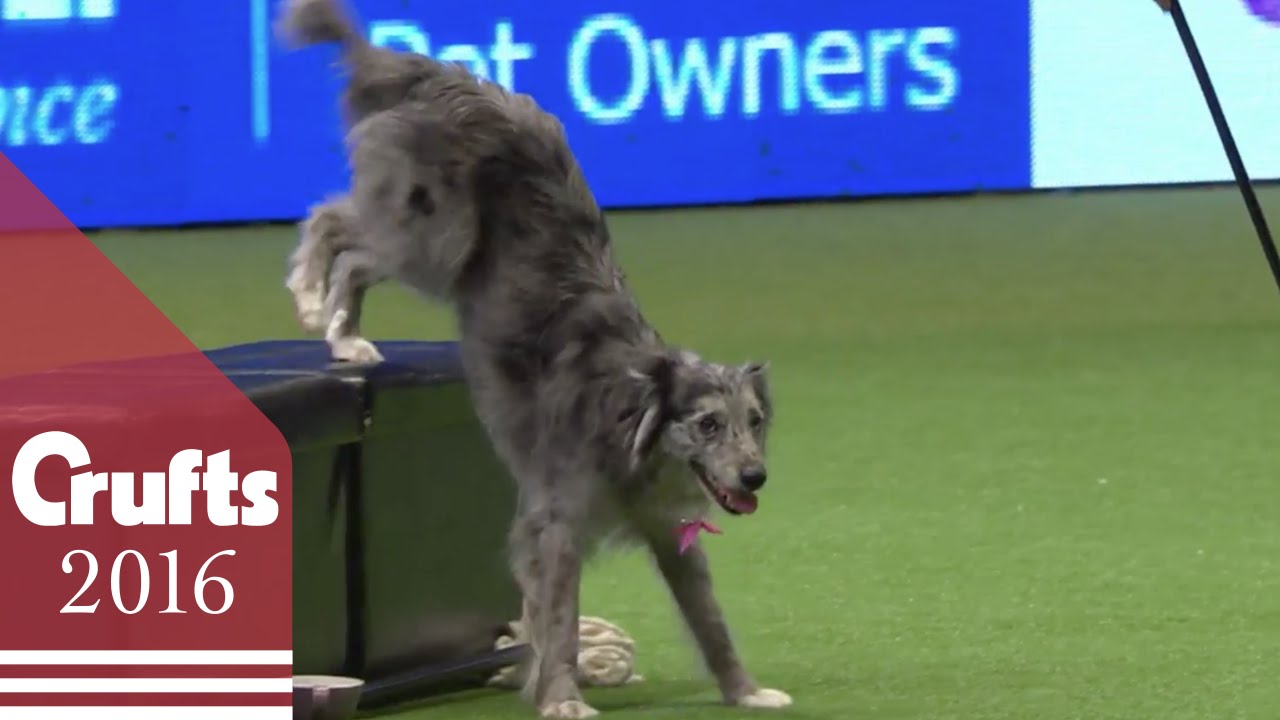 Heelwork to Music - Freestyle International Competition Part 1 | Crufts 2016