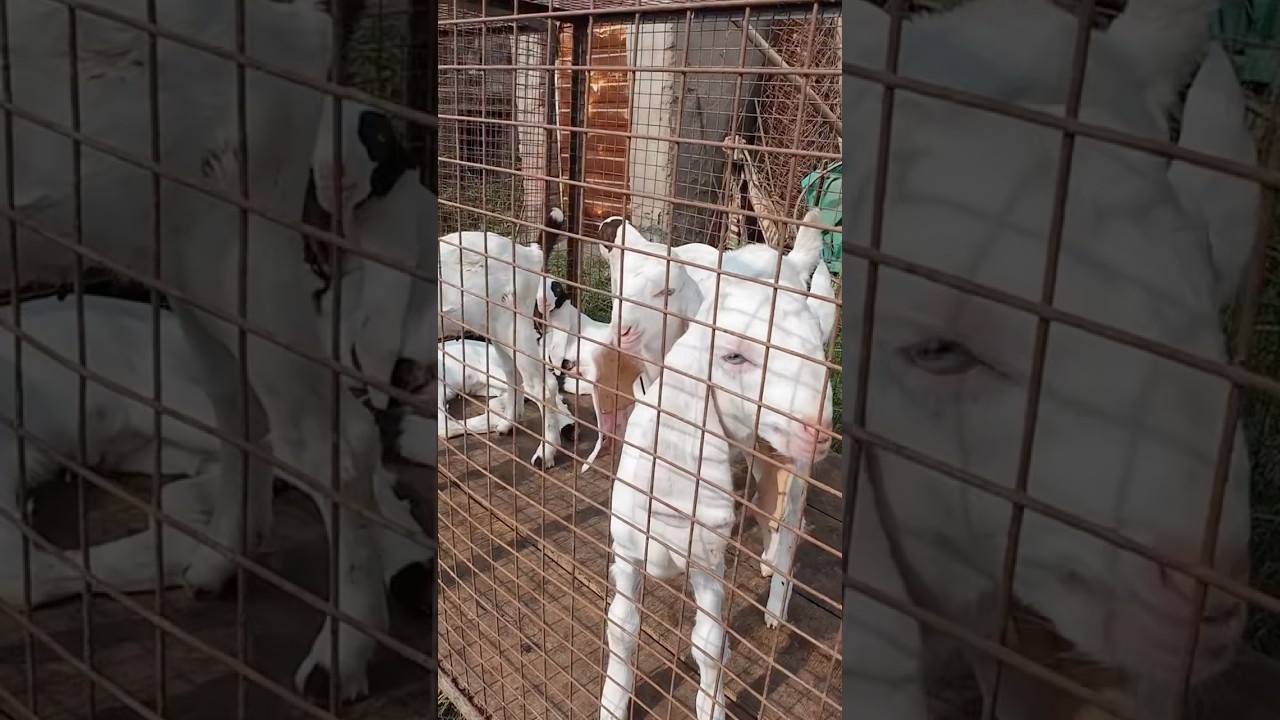 Hiped Kids Ahmedabad #goat #goatfarming #animals #goatfarminindia #goatfarmingbusiness #funny #goath