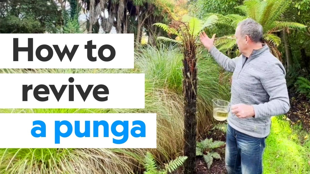 Full Video | How to revive a fern/punga