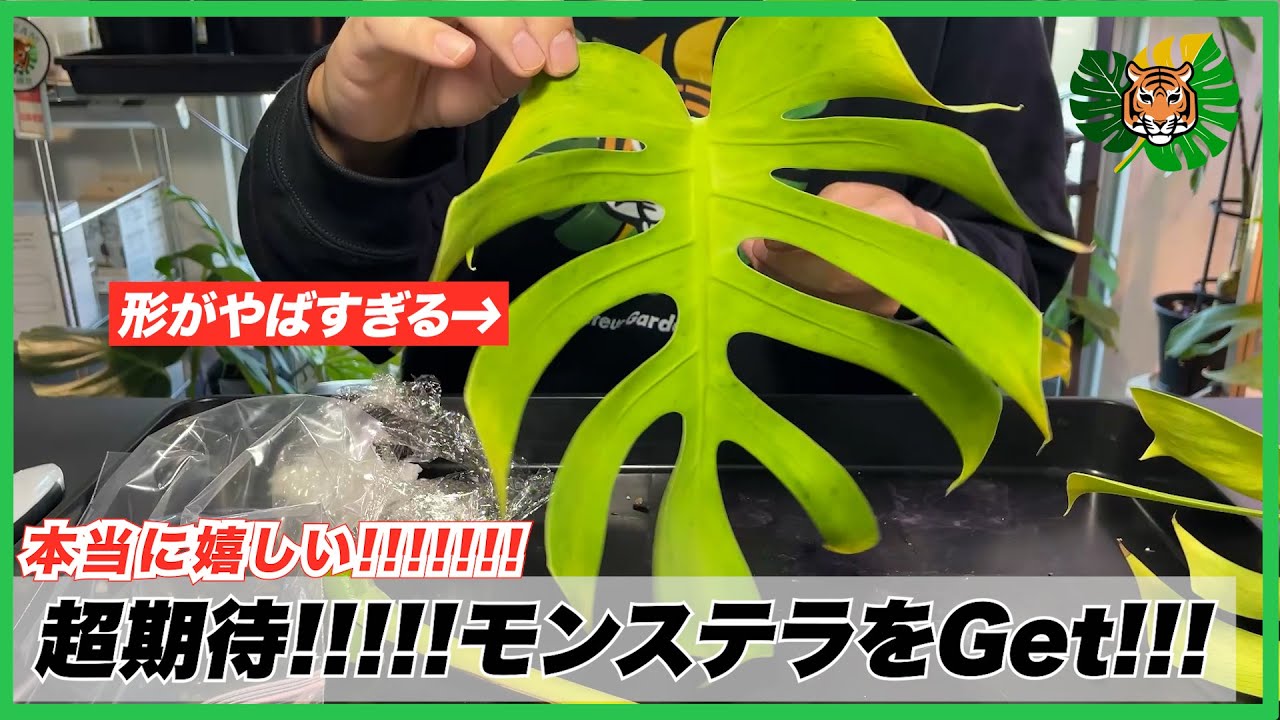 【モンステラ】超タイプのモンステラのミドルカットをコミュニティの友人からお譲りいただいたのでミドルカットの処理と、その他希少モンステラとアロカシア・ベノムとチューリップの植替え