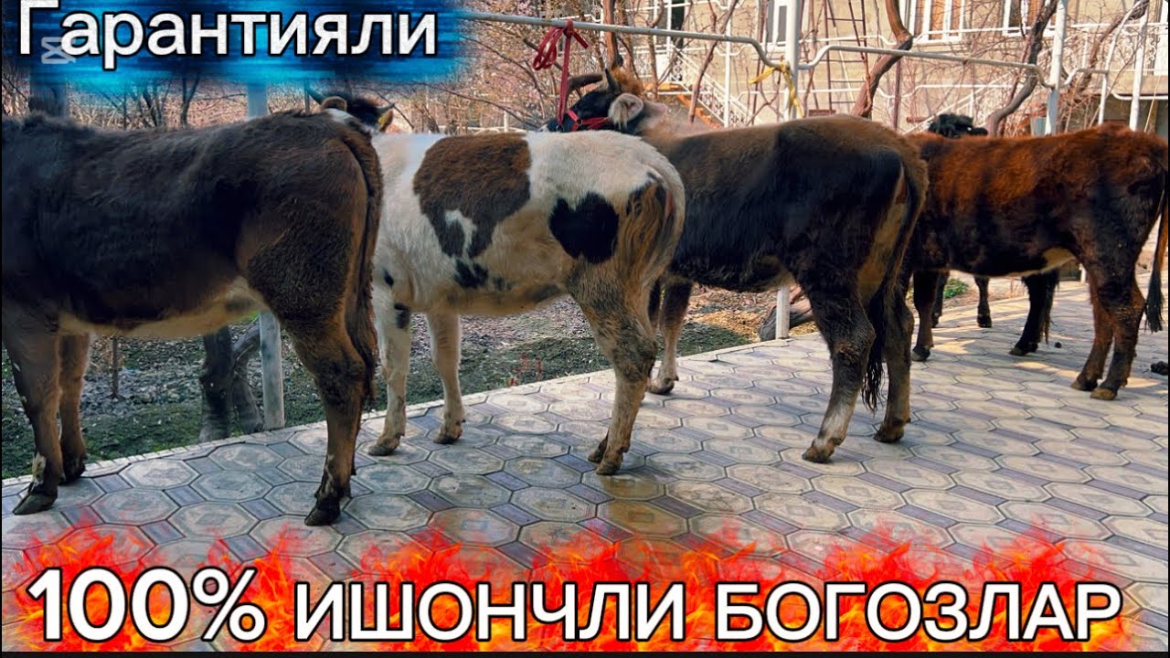 ЗОТИ БОР НАКТ БОГОЗЛАР АРЗОНЧИ АКАМИЗДАН ЯНА СОТУВДА 2026.02.28