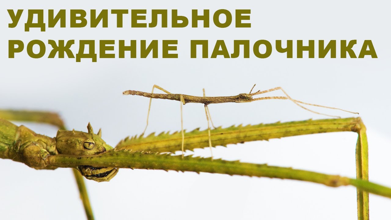Рождение палочника. Вылупление аннамского палочника из яйца. Пересаживаем малышей в новый террариум.