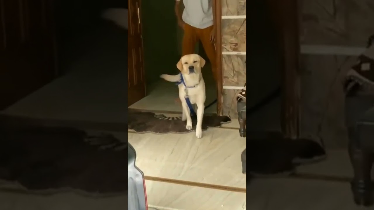 Love doggy  libra #shorts