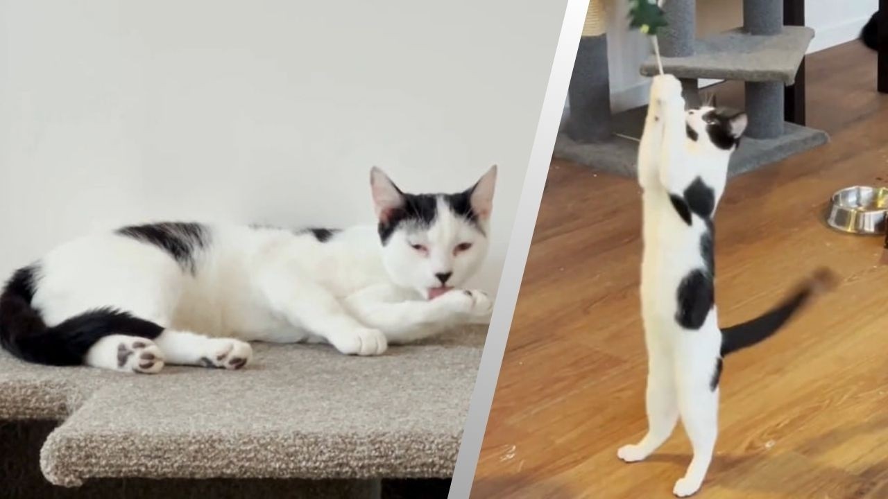 Funny Cats in Action!😸😻A Day at Australian Cat Café 🐾