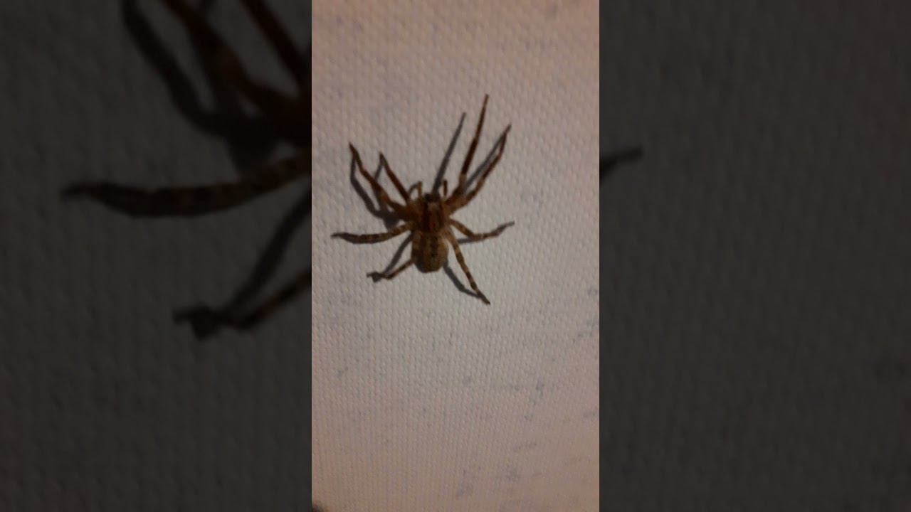 Cute Spider Walking