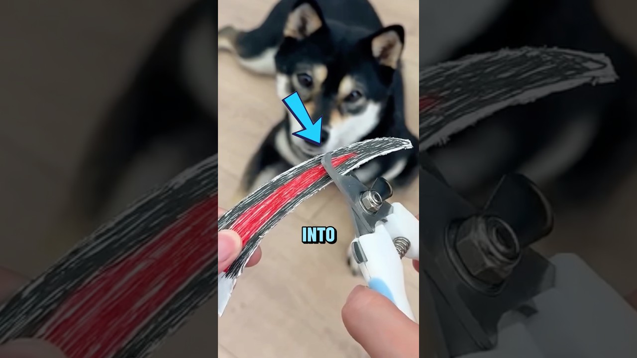Лучшие когтерезки для собак