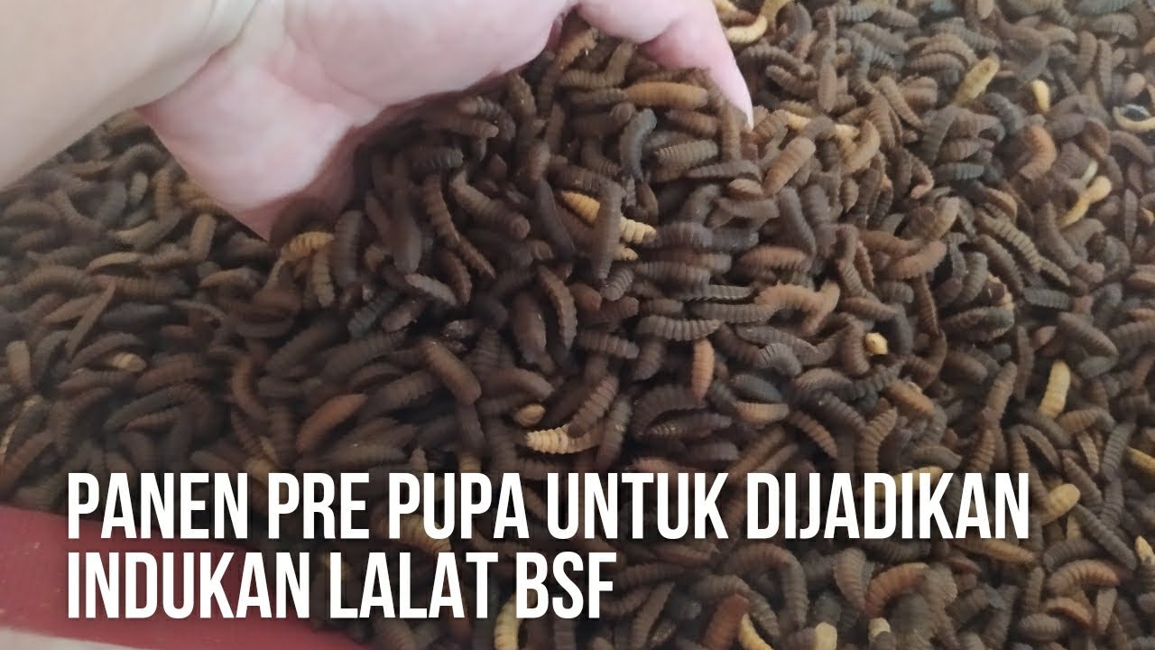 Cara simple panen pre pupa maggot bsf