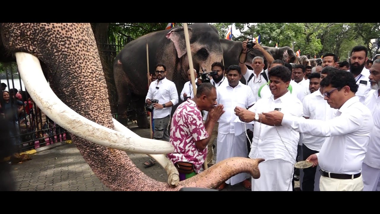 ප්‍රවීණ අලි ඇතුන්ට සම්මාන පළඳනා
